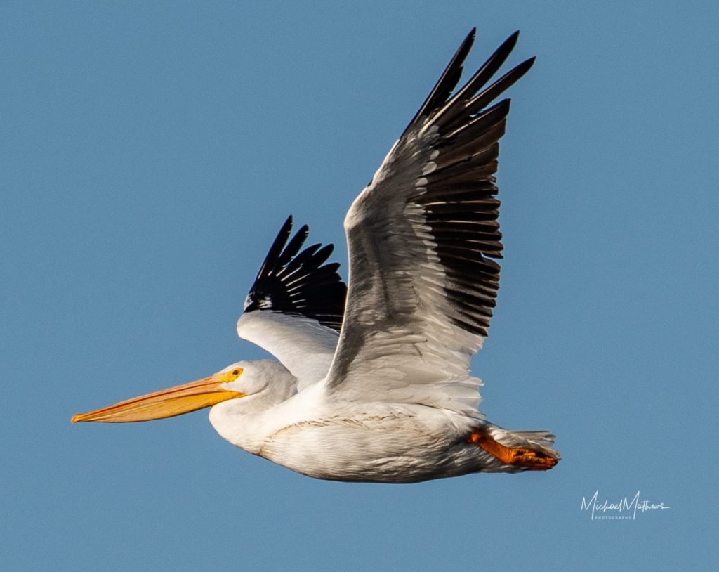 Birds Arriving in East Texas in September 1 WhitePelican010619 2 scaled 1