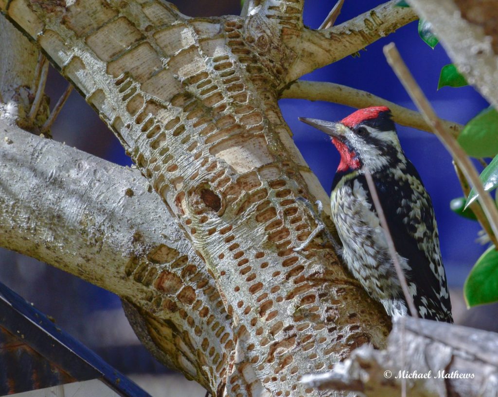 ID Guides 1 YellowBelliedSapsucker 02 13 16 1 scaled 1 scaled 1