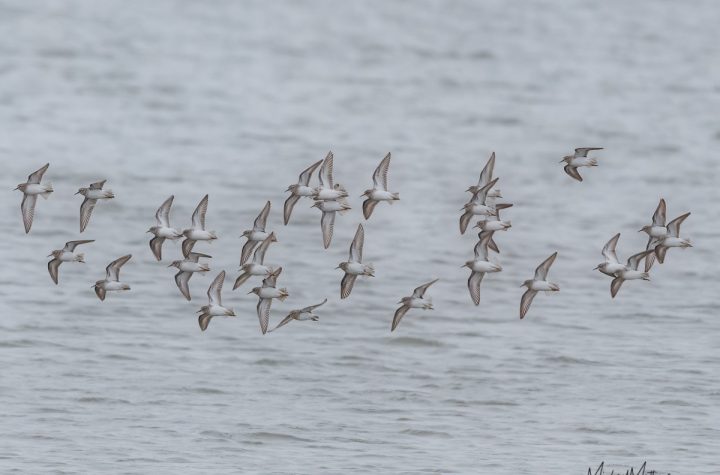 East Texas Birder ID
