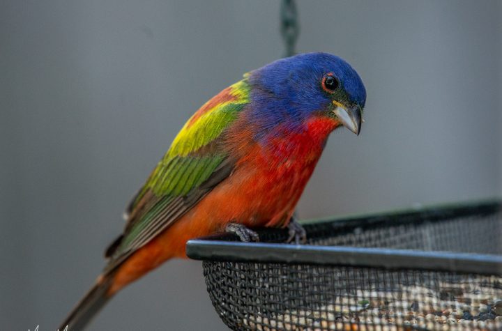 PaintedBuntingMale042019 13