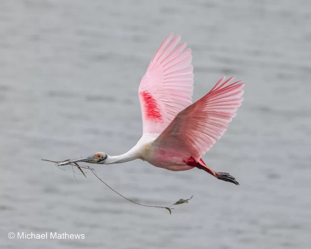 RoseateSpoonbill041724 1 2