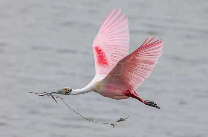 RoseateSpoonbill041724 1 2