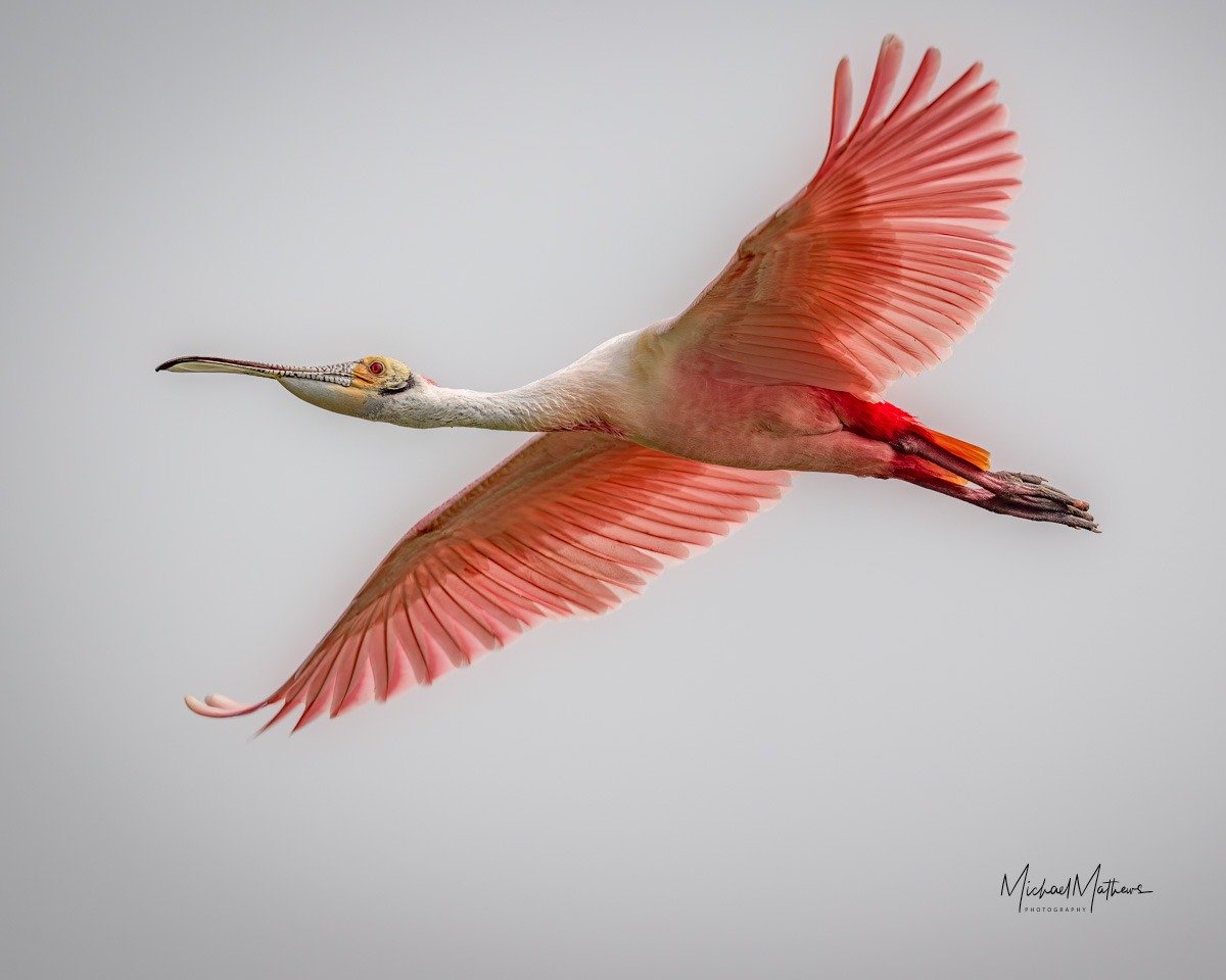 East Texas ID Guide - ID Guide to East Texas Birds - East Texas Birding