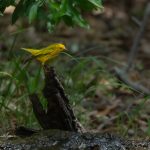 How to Photograph Birds in Bad Light Without Crying