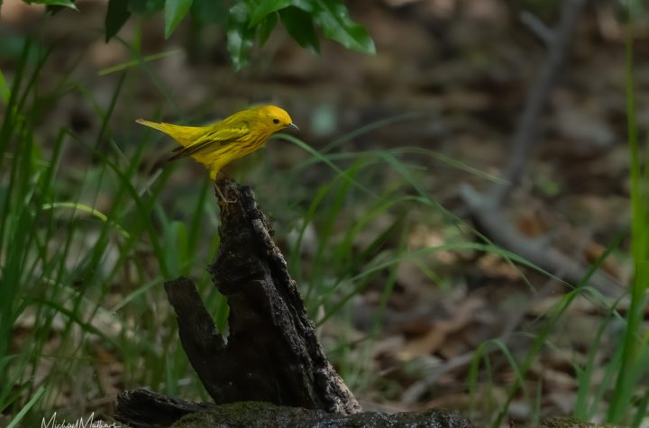 East Texas ID Guide - ID Guide to East Texas Birds - East Texas Birding