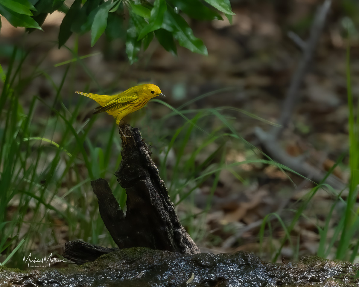 East Texas ID Guide - ID Guide to East Texas Birds - East Texas Birding