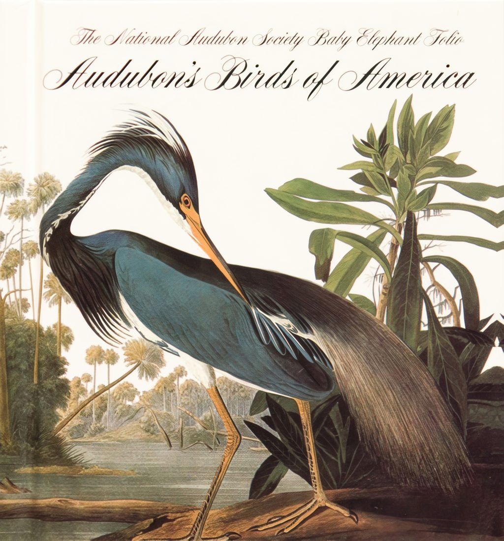 Audubon Birds of America topaz text shapes 4x