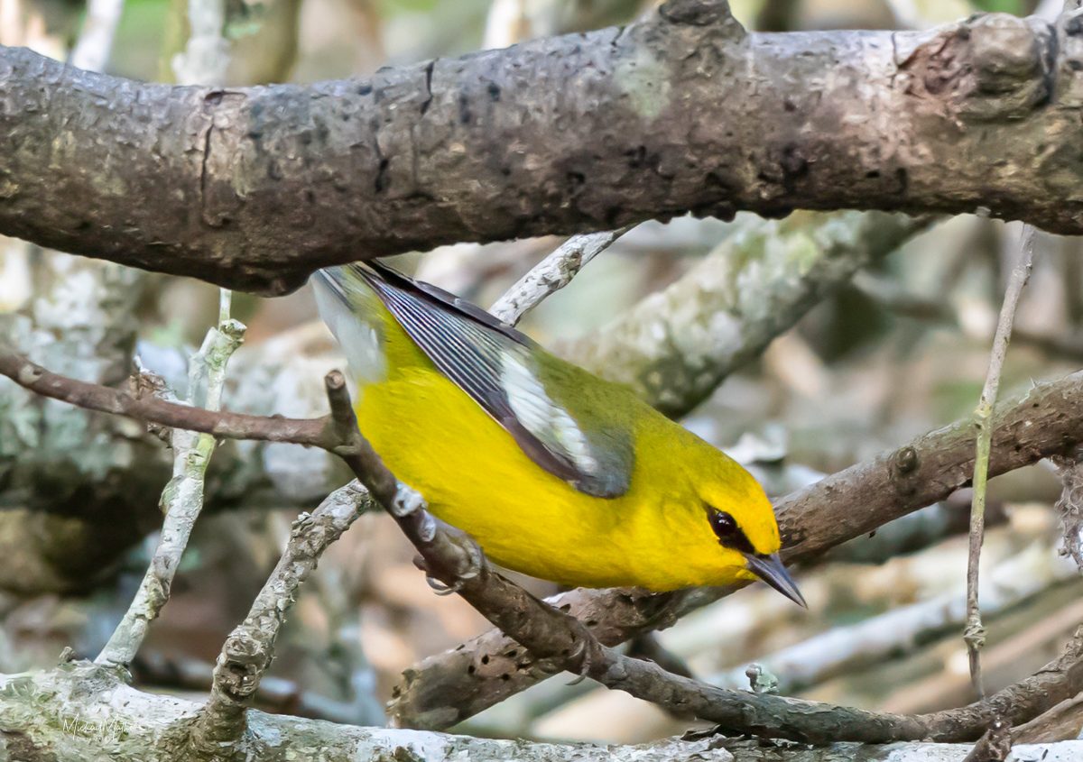Blue-winged Warbler at Sabine Woods, Spring Migration with TexasBirder.com