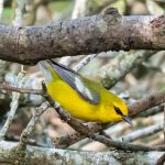 Blue-winged Warbler at Sabine Woods, Spring Migration with TexasBirder.com