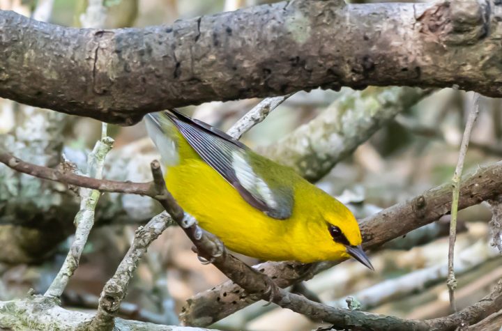 Blue-winged Warbler at Sabine Woods, Spring Migration with TexasBirder.com