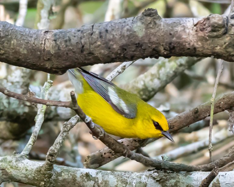 Blue-winged Warbler at Sabine Woods, Spring Migration with TexasBirder.com