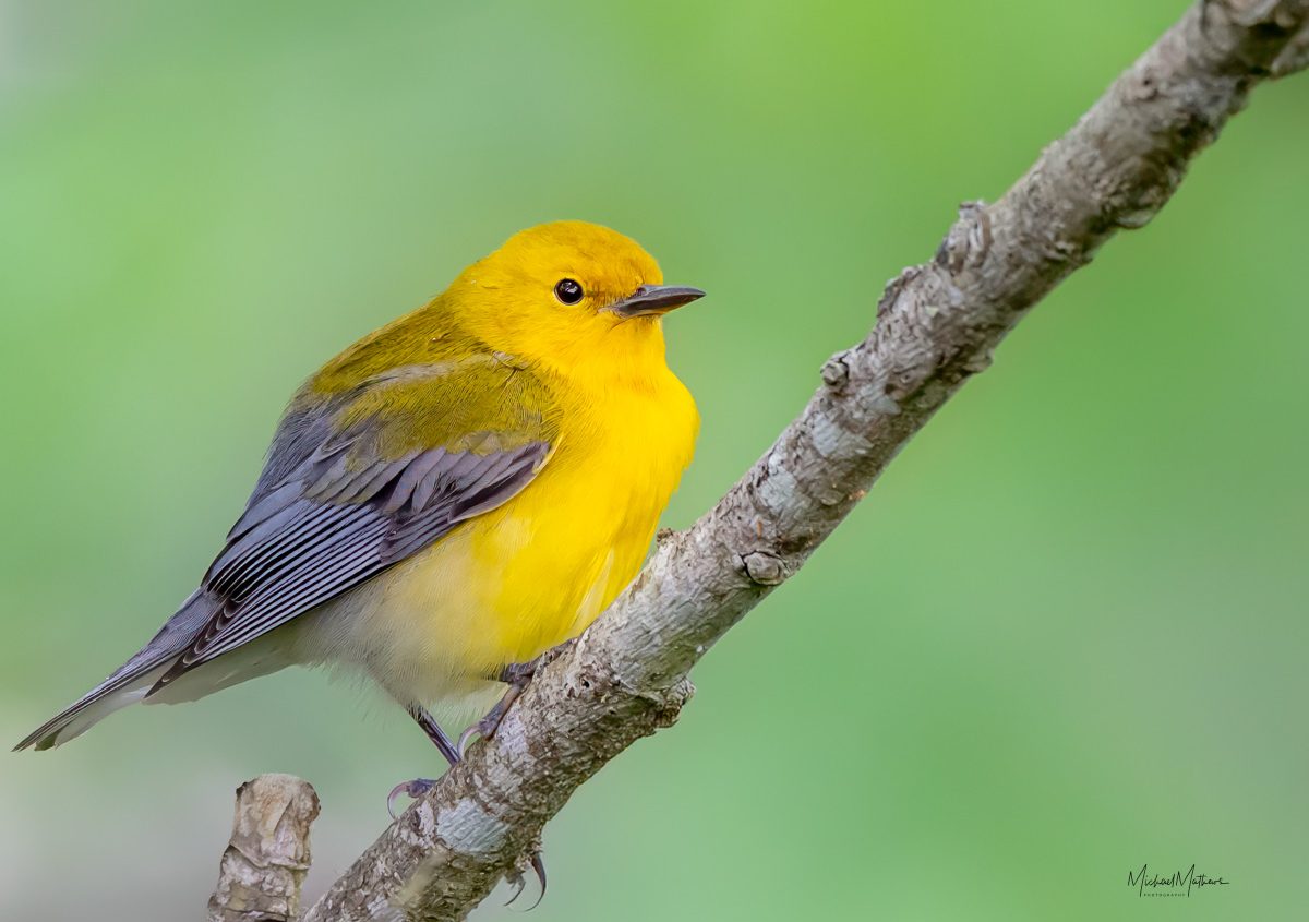 Birding at High Island Bird Sanctuaries and Sabine Woods - with TexasBirder.com