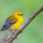 Birding at High Island Bird Sanctuaries and Sabine Woods - with TexasBirder.com