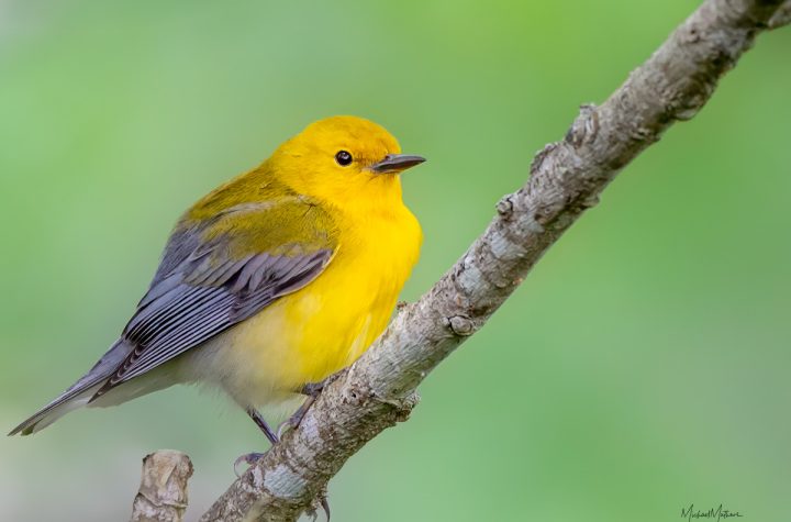 Birding at High Island Bird Sanctuaries and Sabine Woods - with TexasBirder.com