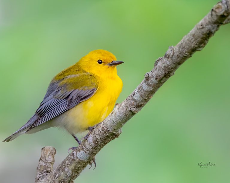 Birding at High Island Bird Sanctuaries and Sabine Woods - with TexasBirder.com