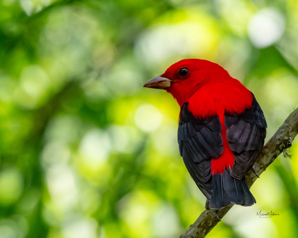 Where Birds Fly and Families Bond: The Magic of Spring Migration on the Texas Coast 3 Birding at High Island Bird Sanctuaries and Sabine Woods - with TexasBirder.com