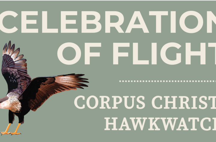 Celebration of Flight at Texas Birder