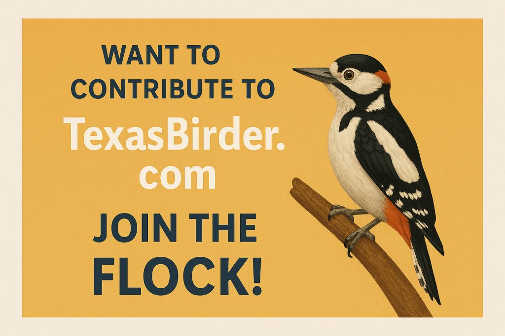 Want to Contribute to TexasBirder.com? We’re All Ears (And Binoculars) 1 Join us at Texas Birder - Texas Bird IDs, Texas Bird Products, Texas Birder Blogs --