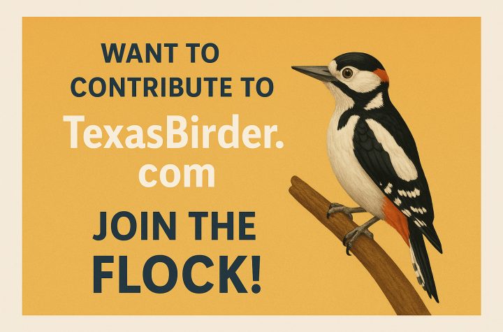 Join us at Texas Birder - Texas Bird IDs, Texas Bird Products, Texas Birder Blogs --