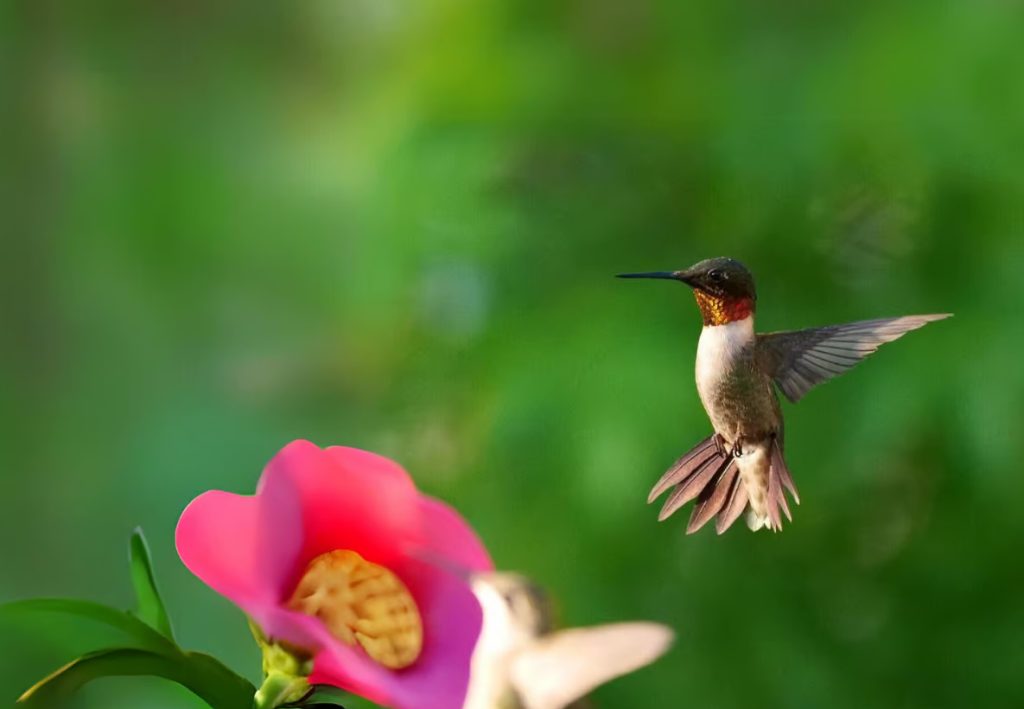 Rockport-Fulton Hummingbird Celebration 09/18-21/2025 1 Rockport-Fulton Hummingbird Festival