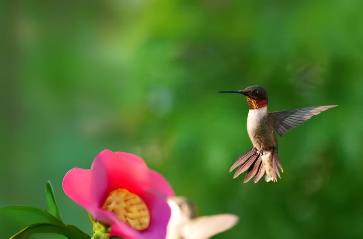 Rockport-Fulton Hummingbird Festival