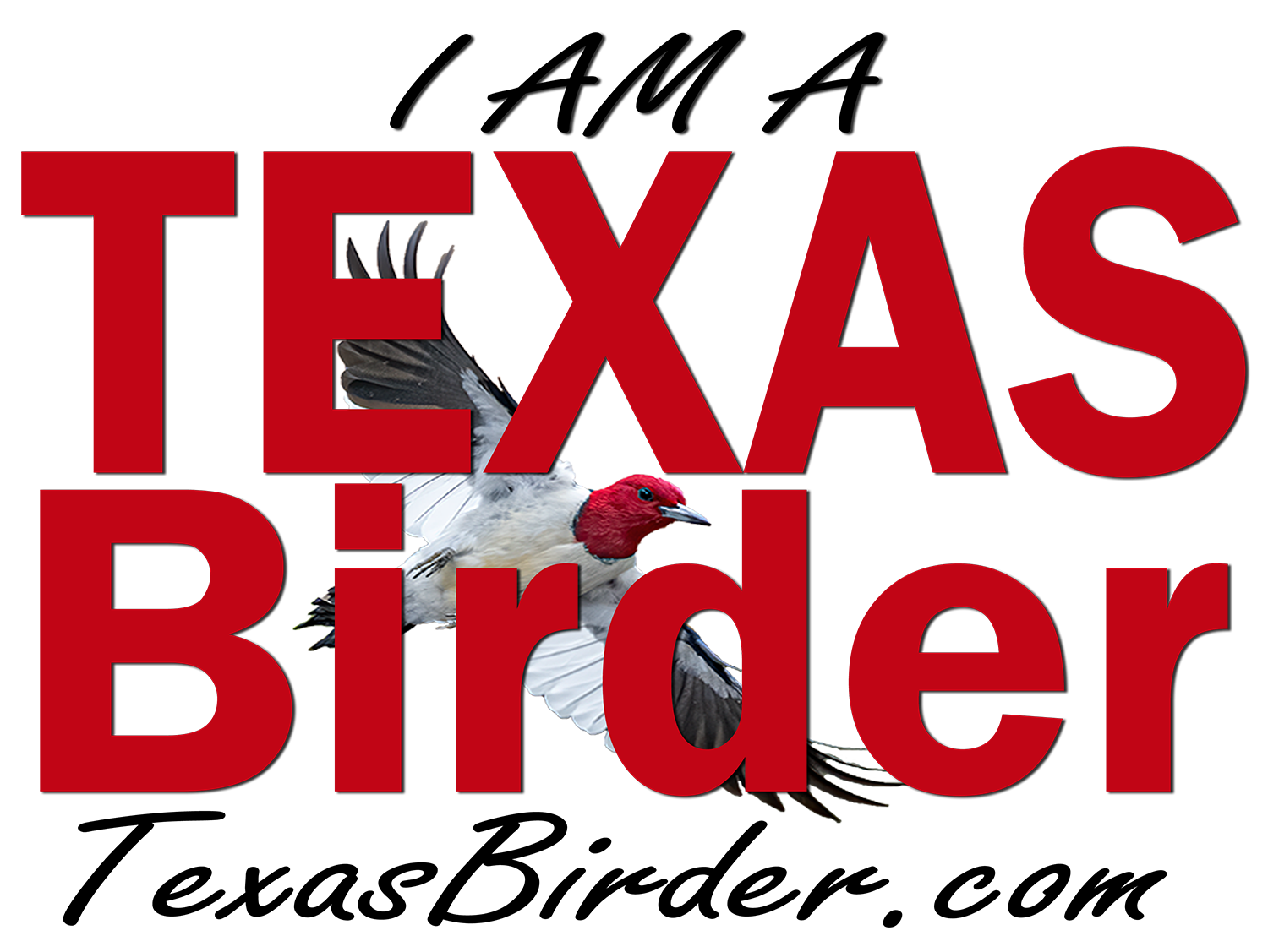 East Texas Birding - Birding Blogs, Texas Bird IDs, Texas Birder Association