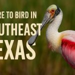 Where to Bird in Southeast Texas: Swamps, Shorebirds & Slightly Sweaty Joy