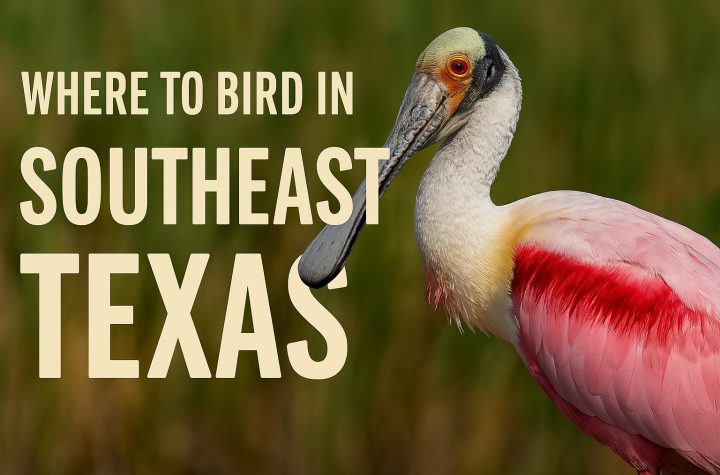 Where to Bird in Southeast Texas - Texas Birder