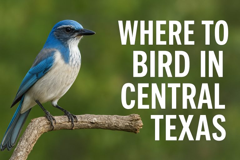 Where to Bird in Panhandle of Texas - Texas Birder locations.