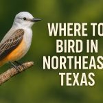 Where to Bird in Northeast Texas: Pines, Prairies, and a Whole Lotta Warblers