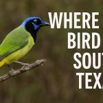 Where to Bird in South Texas: Tropics, Tangles, and Life Birds Around Every Bend