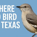 Where to Bird in Texas: 10 Must-Visit Birding Locations in the Lone Star State