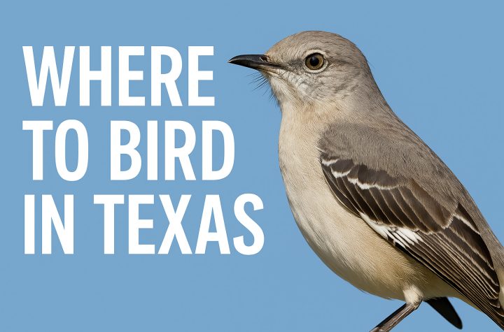 Where to Bird in Texas - Texas Birder locations.