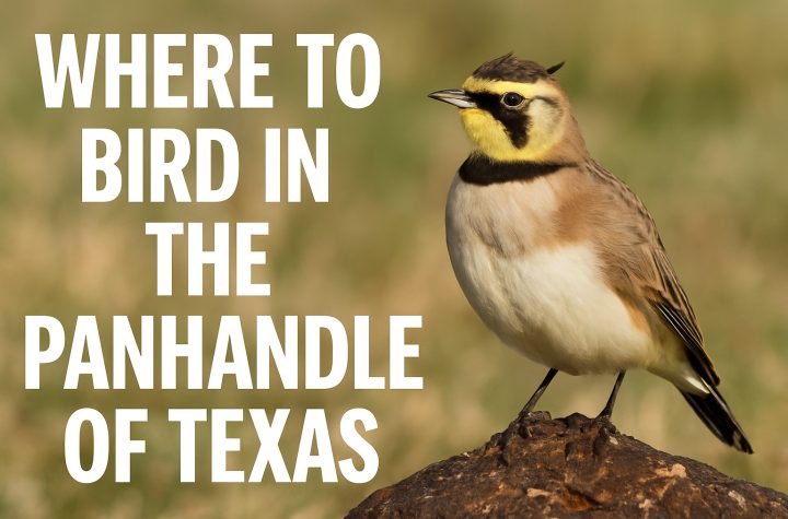 Where to Bird in Panhandle of Texas - Texas Birder locations