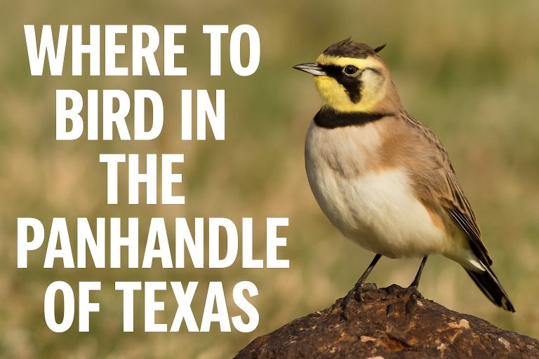 Where to Bird in Panhandle of Texas - Texas Birder locations