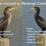 Double-crested vs. Neotropic Cormorants IDs
