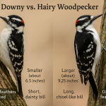 Downey vs. Hairy Woodpeckers IDs
