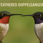 Texas Bird Identification - Species that look alike - Feathered Doppelgangers.