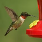 Hummingbirds Have Disappeared - Texas Birder Blogs - Michael Mathews