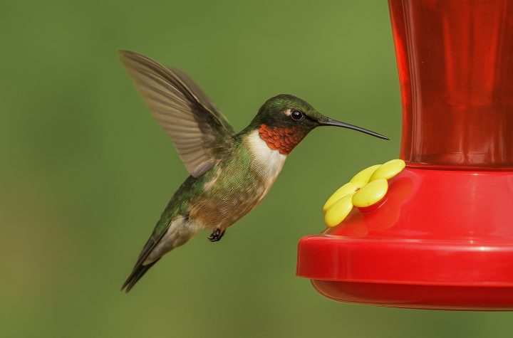 Hummingbirds Have Disappeared - Texas Birder Blogs - Michael Mathews
