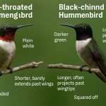 How to tell the difference between Roby-throated Hummingbirds vs. Black-chinned Hummingbirds.