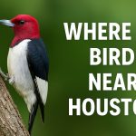 Where to Bird Near Houston: Bayou Birds, Boardwalks, and Binocular Bliss