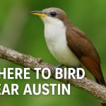 Where to Bird Near Austin: Hill Country Highlights, City Surprises & Feathered Funk