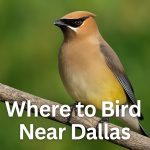Where to Bird Near Dallas: Top Spots for Urban Birders and Wild Escapes