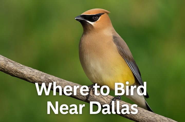 Where to Bird Near Dallas, Texas - Texas Birder locations. Bird IDs,