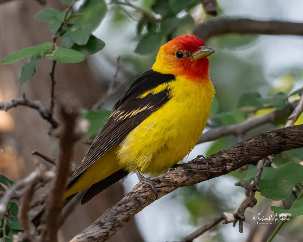 Western Tanager at Davis Mountains State Park Birding with Texas Birder