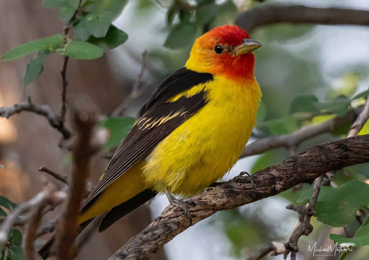 Western Tanager at Davis Mountains State Park Birding with Texas Birder