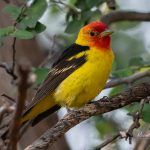 Birding at Davis Mountains State Park in August: Cool Nights, Hot Days, and Surprising Birds