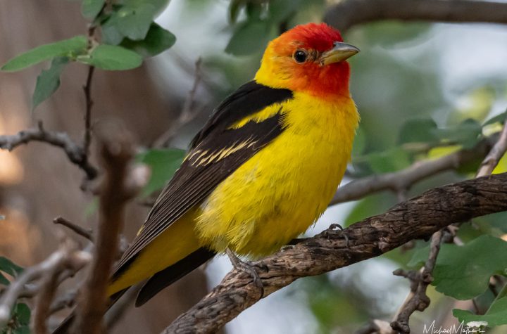 Western Tanager at Davis Mountains State Park Birding with Texas Birder