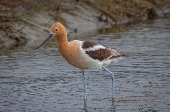 American Avocet, Texas Birder